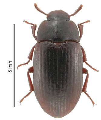 Alphitobius diaperinus (Tenebrionidae)